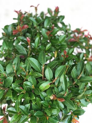 Syzigium Paniculatum Ball "Australian Brush Cherry" 10Liter