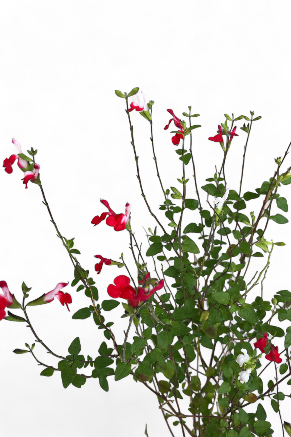 Salvia Microphylla 