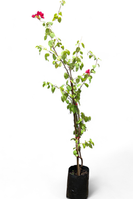 Bougainvillea 20 L-STAKED