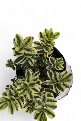 Hebe Variegated "Shrubby Hebe" 4Liter