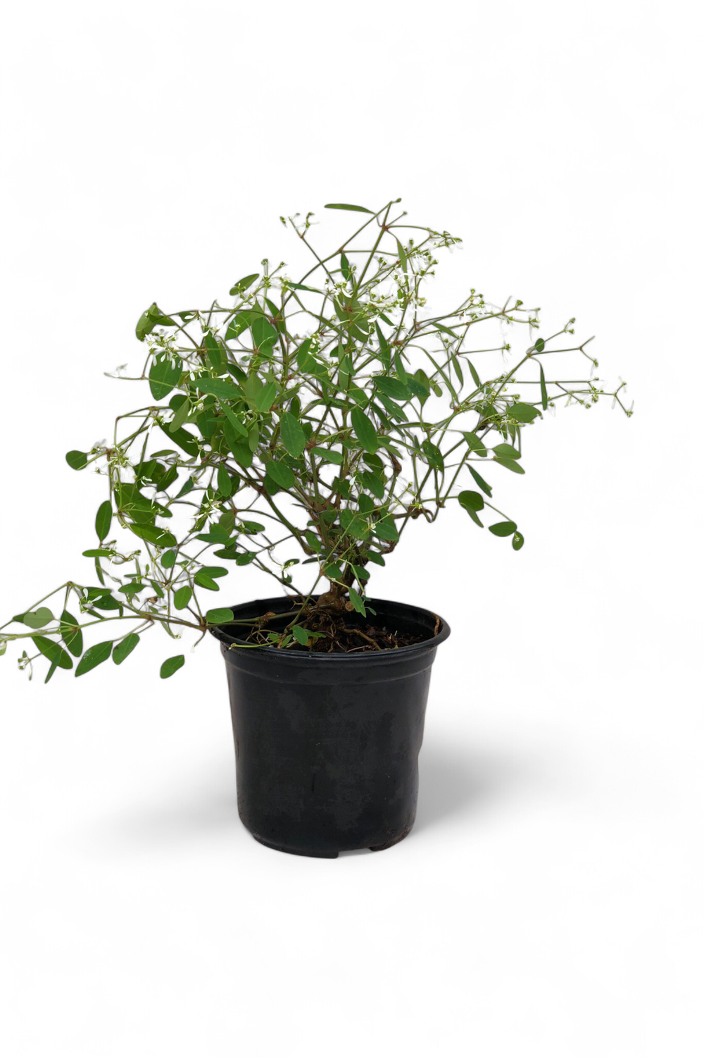 Euphorbia &quot;Diamond Frost&quot; (PBR) 17cm