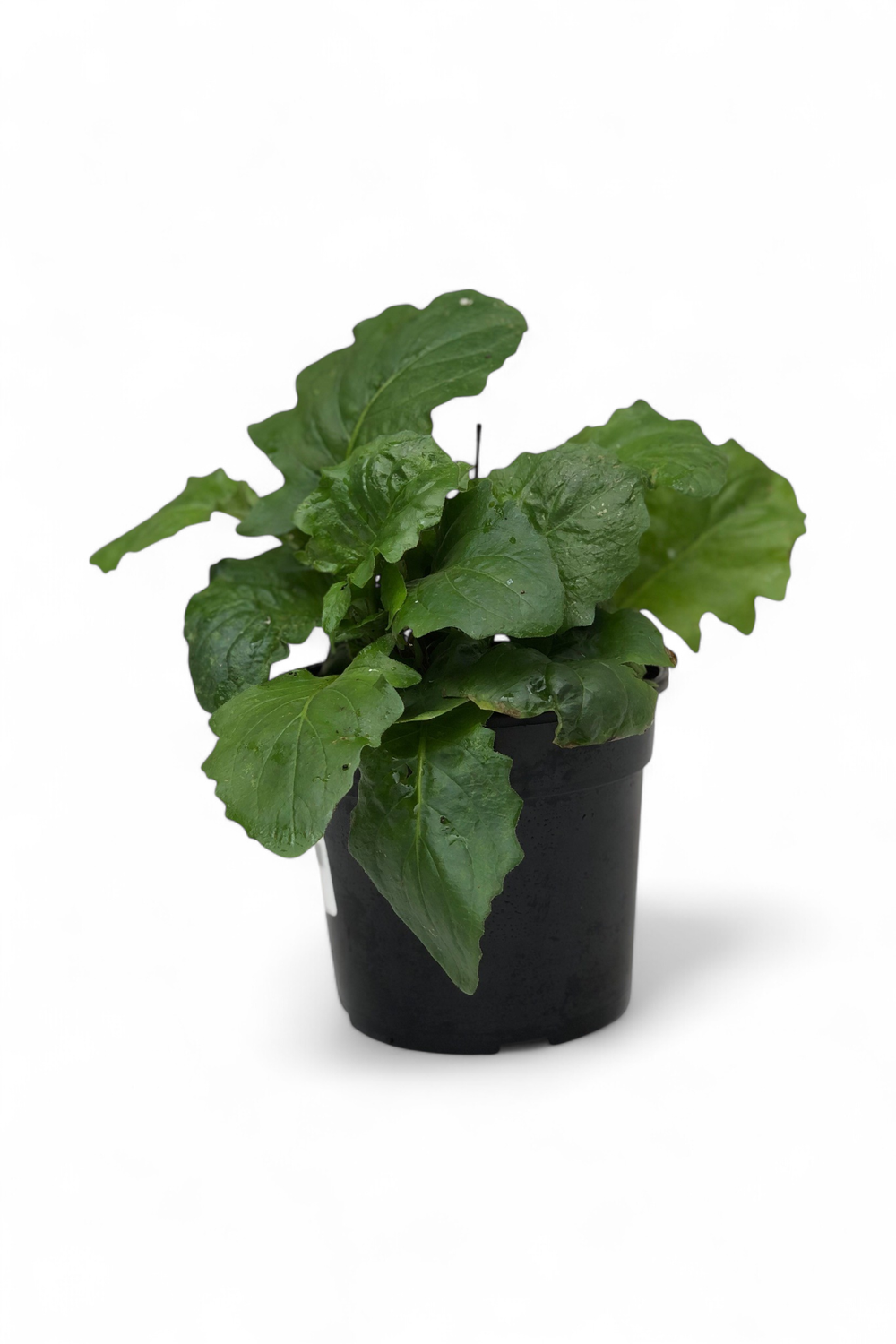 Gerbera Jamesonii x Hybrid 14cm