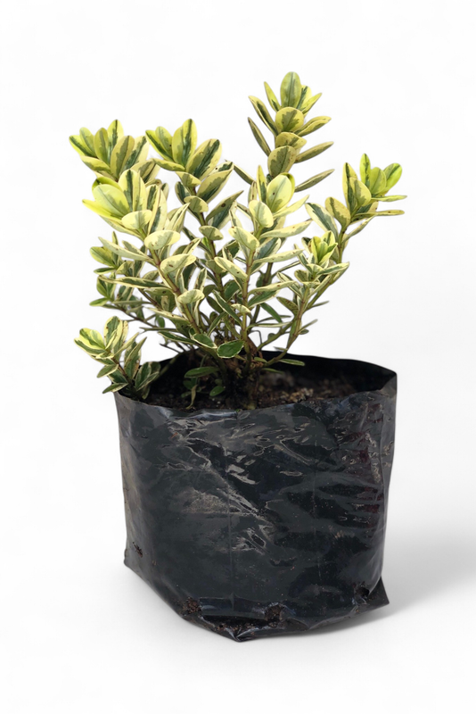 Hebe Variegated 4L