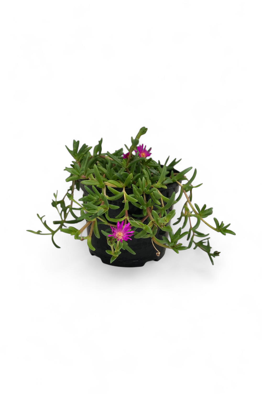 Delosperma Ice Plant Purple (Vygie) 17cm Pot