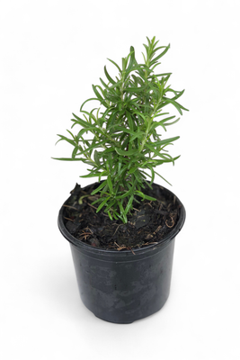 Rosemary Pot