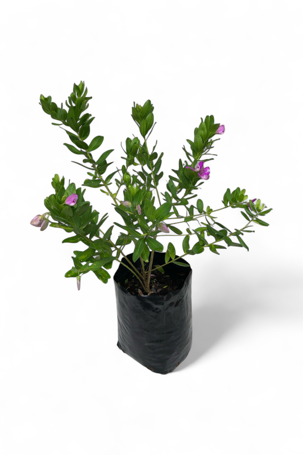 Polygala myrtifolia “Myrtle Leaf Milkwort” 10 Liter