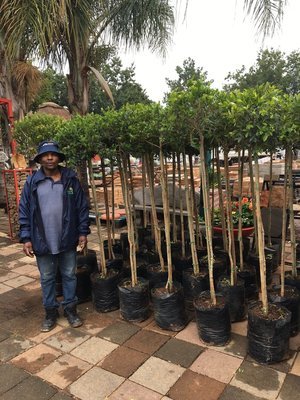 Syzigium Paniculatum Standard 20 Litre 1,9meter tall Syzigium Paniculatum Standard 20 Litre 1,9meter tall