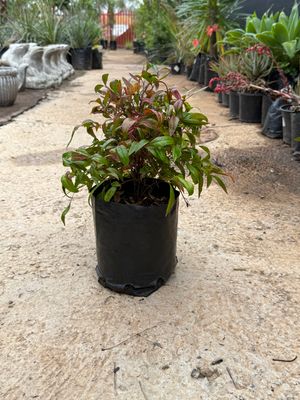 Nandina Pygmaea "Dwarf Sacred Bamboo" 2.5Liter