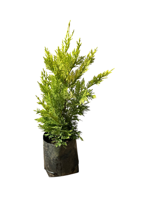 Cuprocyparis Leylandii  &#39;Gold Rider&#39; 50cm  2.5 Liter