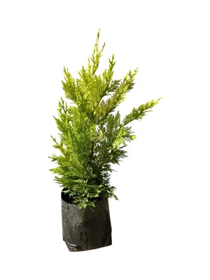 Cuprocyparis Leylandii  &#39;Gold Rider&#39; 50cm  2.5 Liter