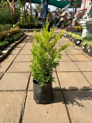 Cuprocyparis Leylandii  "Gold Rider" 2.5Liter