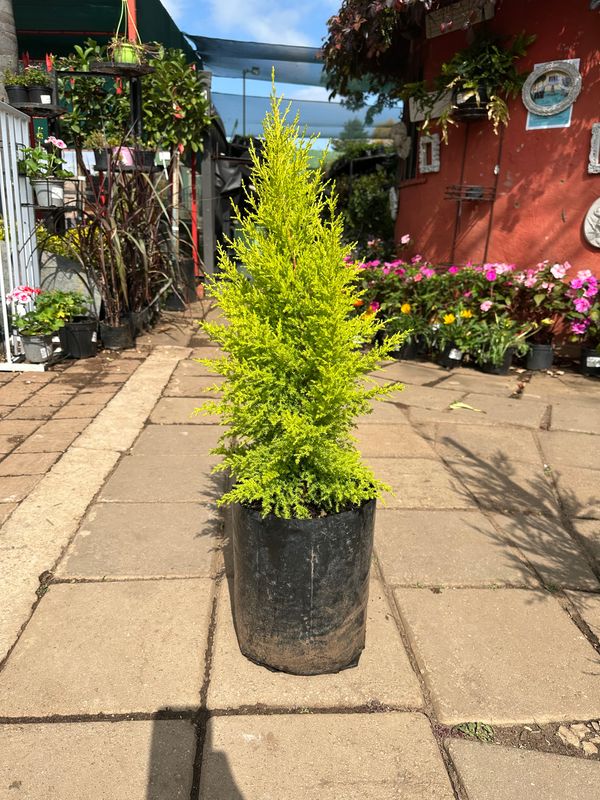 Cupressus macrocarpa "Goldcrest Cypress" 10Liters