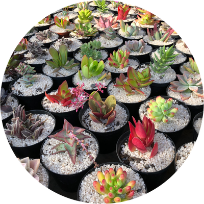 Succulents