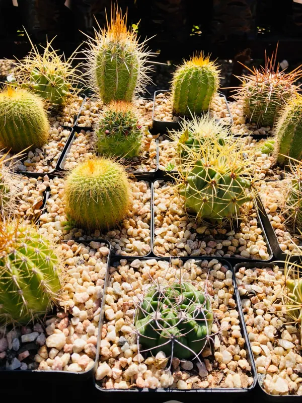 Cactus "Mixed Variety" 10cmPot