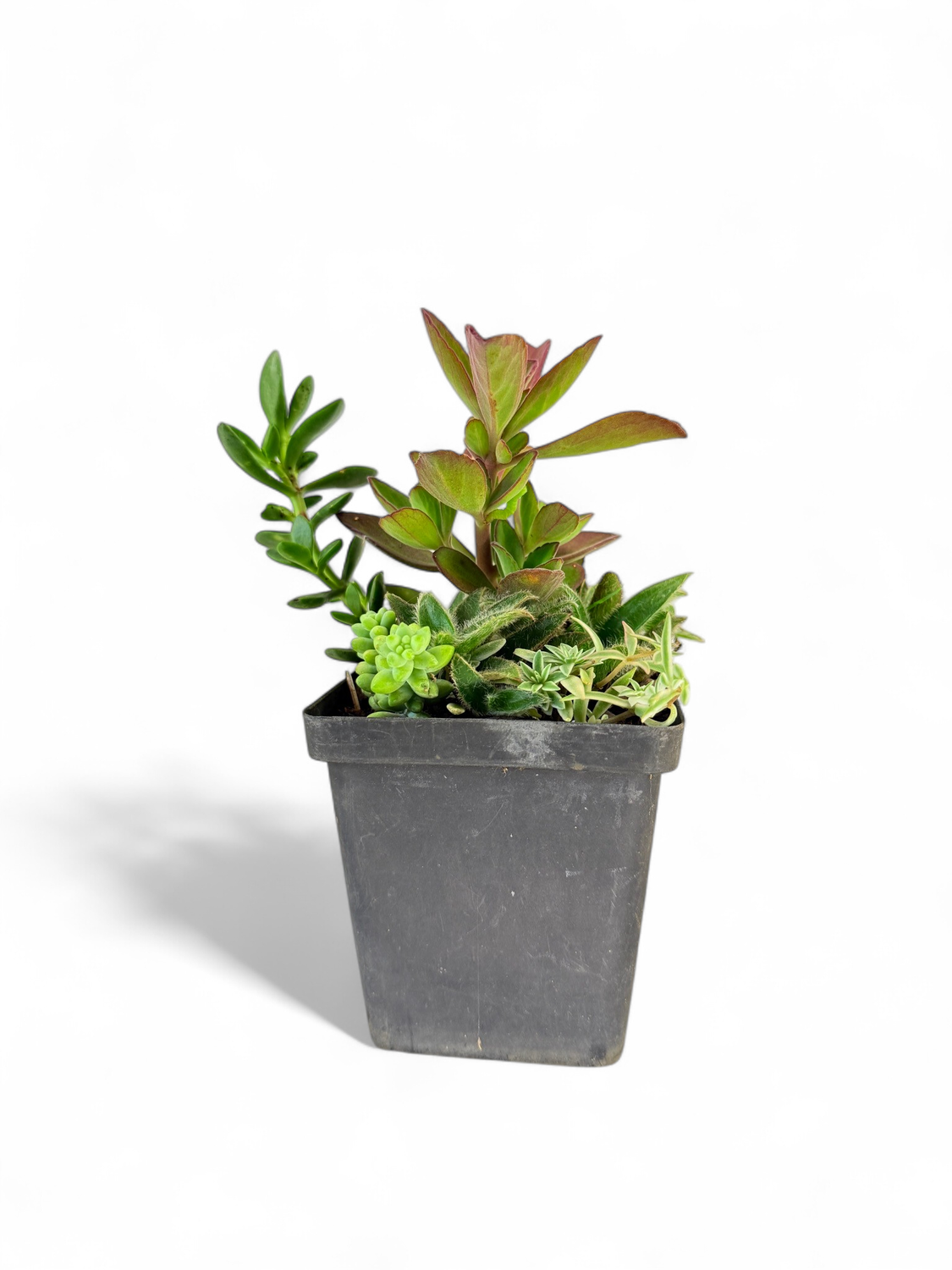 Succulent Lucky 10cm Pot with 3 plants in one Pot
