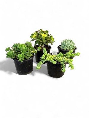 Succulent "Mixed Varieties" 12cmPot