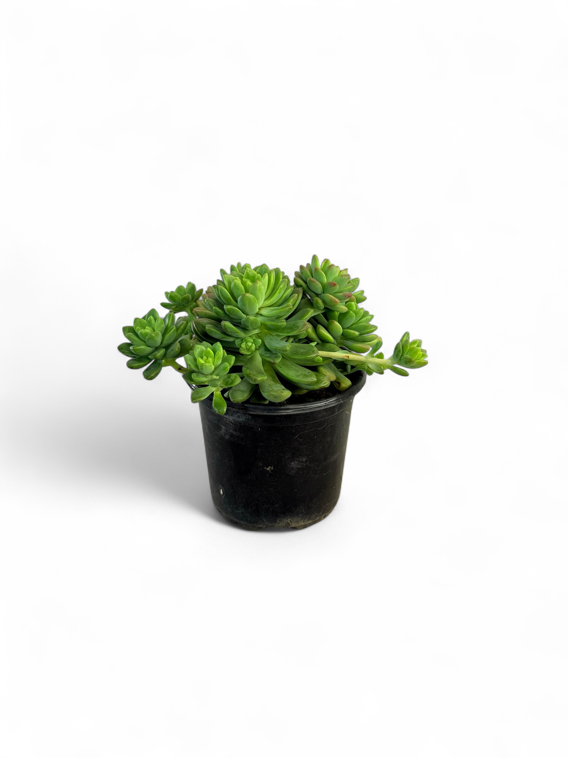 Succulent 12cm Mixed (each)