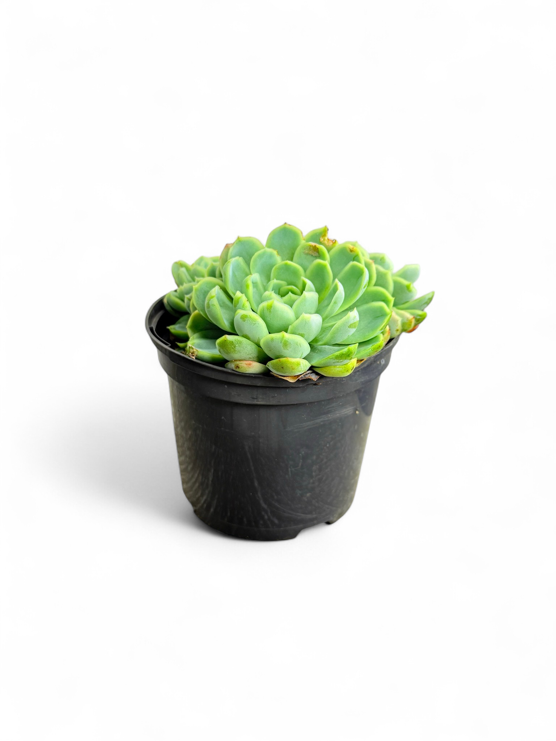 Succulent 15cm Mixed