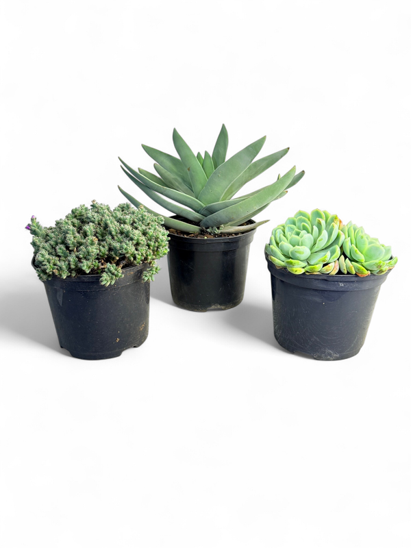 Succulent "Mixed Varieties" 15cmPot