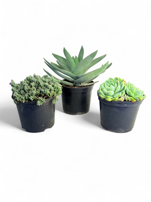 Succulent "Mixed Varieties" 15cmPot