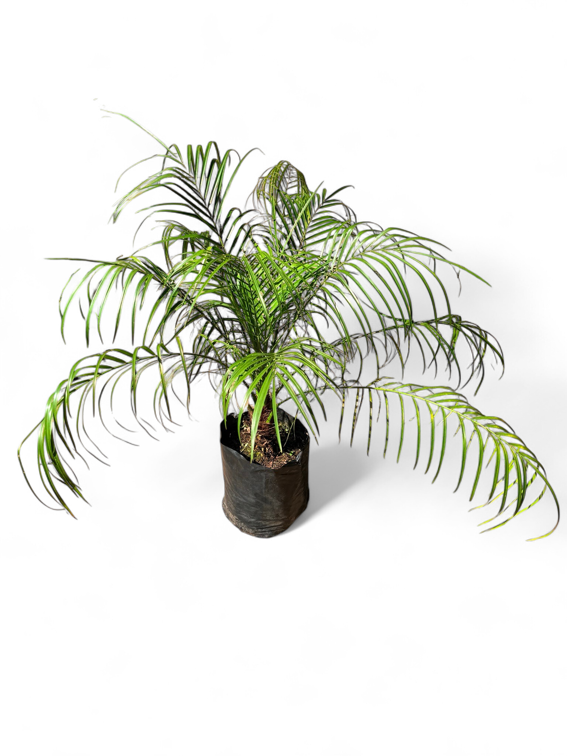 Phoenix Roebellini 10 Liter