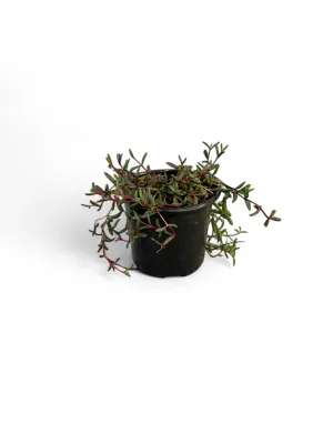 Delosperma vinaceum &quot;Ice Plant&quot; 12cm Pot