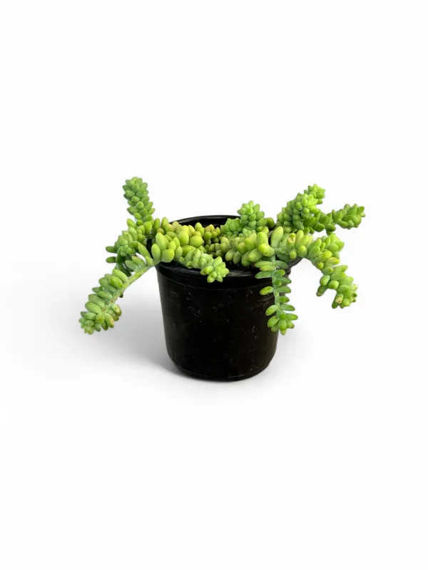 Sedum morganianum &quot;donkey tail&quot;  12cm Pot
