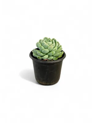 Echeveria elegance &quot;elegant echeveria&quot; 12cm Pot