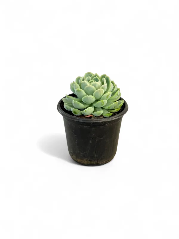Echeveria elegance &quot;elegant echeveria&quot; 12cm Pot