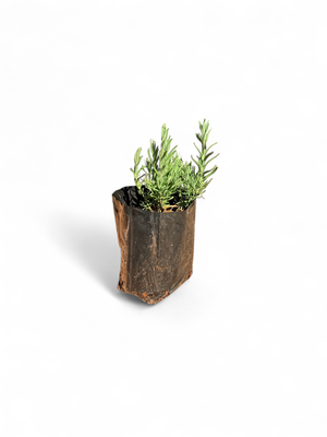 Lavandula Stoechas (Lavender) 2.5 Liter