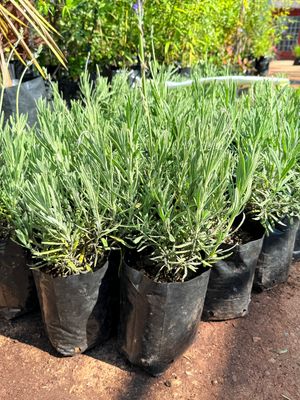Lavandula Angustifolia "Margaret Roberts Lavender" 2.5Liter
