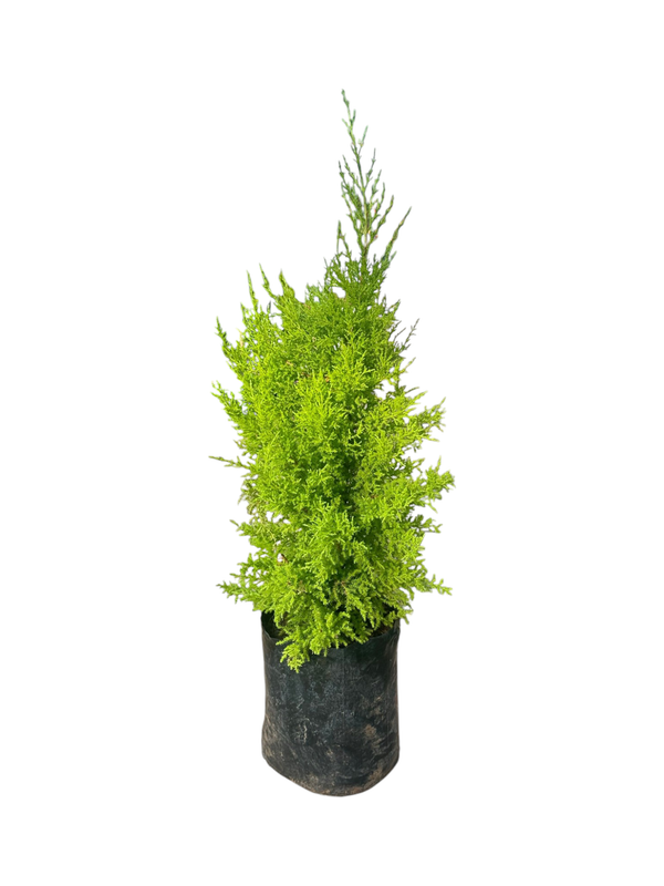 Cupressus Macrocarpa &#39;Wilma&#39; 10 liters