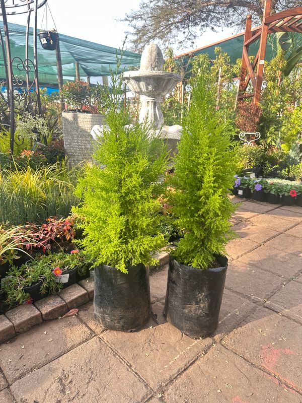 Cupressus Macrocarpa "Wilma Cypress" 10Liters