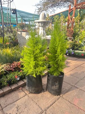 Cupressus Macrocarpa "Wilma Cypress" 10Liters
