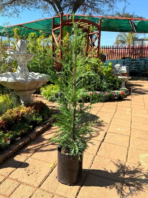 Cupressocyparis Leylandii "Leyland Cypress" 10Liter