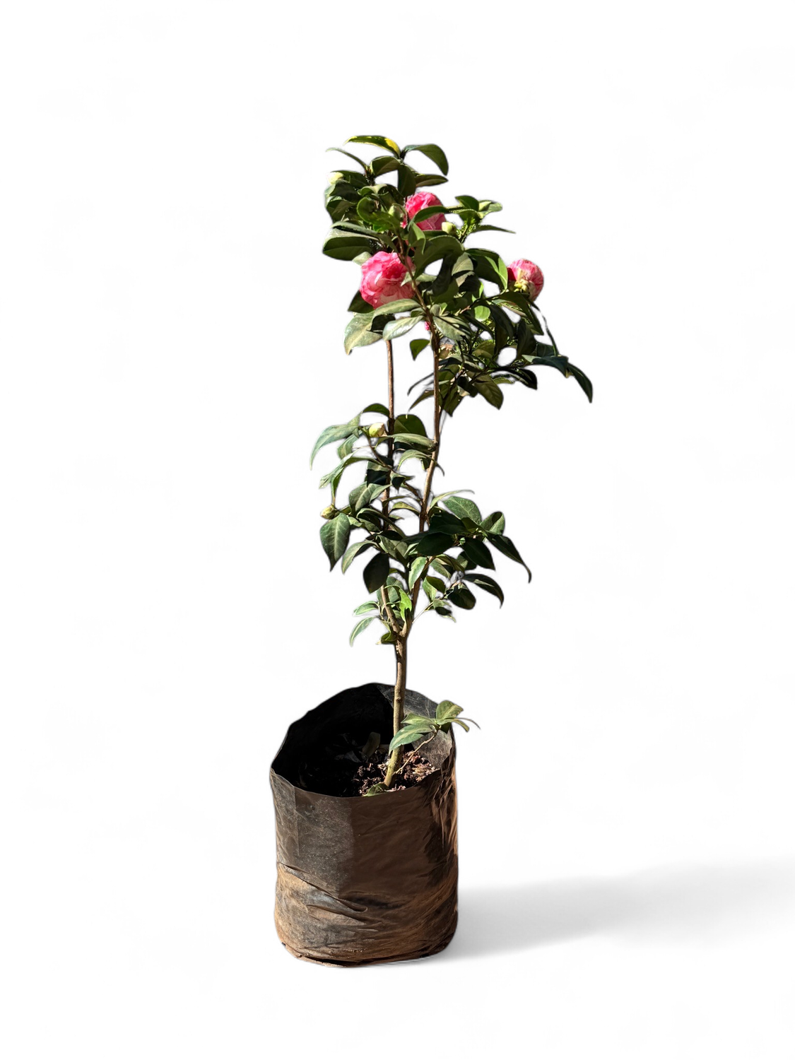Camellia Japonica Large 20 liter various colours