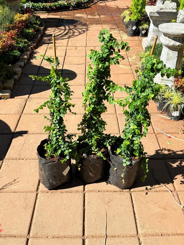 Ficus Pumila "Tickey Creeper" STAKED 10Liter