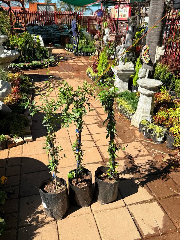Gelsemium Sempervirens "Carolina Jasmine"  10Liter