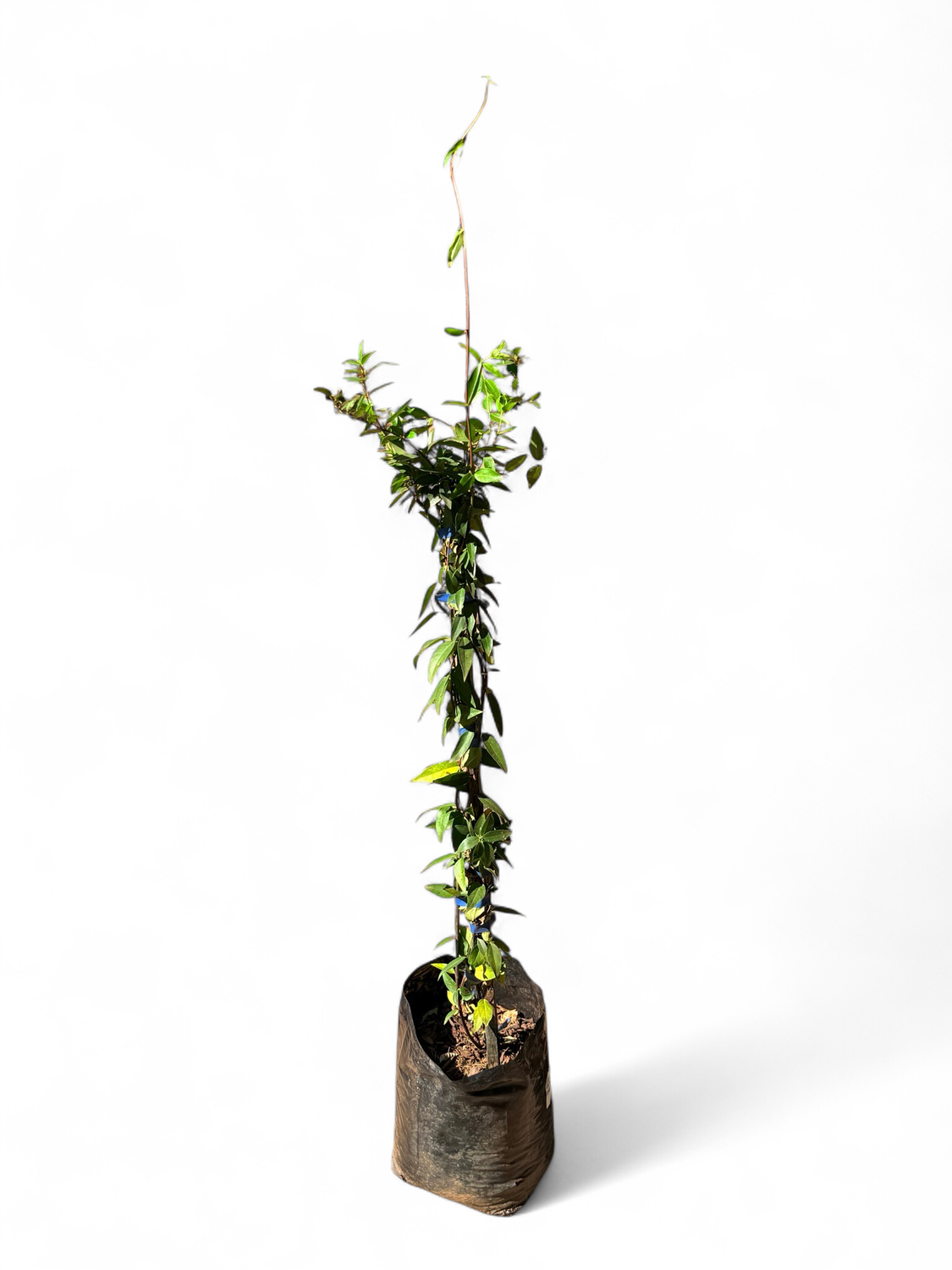 Gelsemium Sempervirens - Yellow Jasmine  10 Liter
