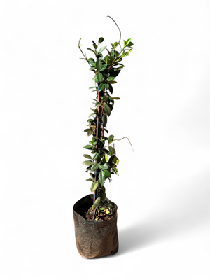 Trachelospermum Jasminoides - Star Jasmine - Staked 10 Liter