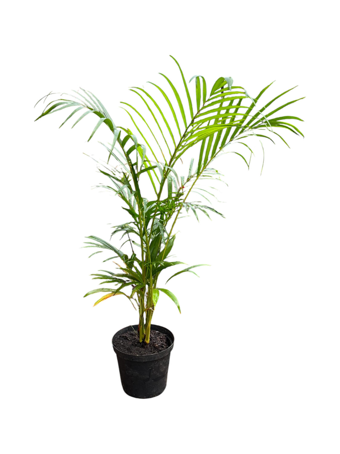 Bamboo Palm - Chrysalidocarpus Lutescens 25cm Pot