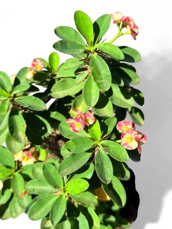 Euphorbia Milii "Popcorn Christ Thorn" 10Liter