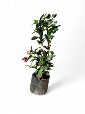 Camellia Japonica Small Double Pink 10 Liter