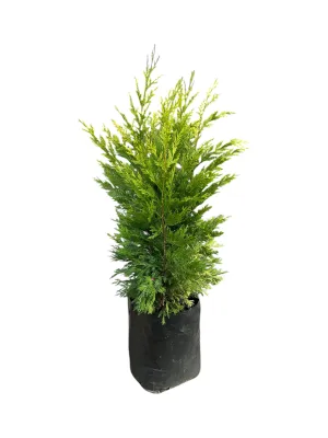 Cuprocyparis Leylandii  &#39;Gold Rider&#39; 10 Liter
