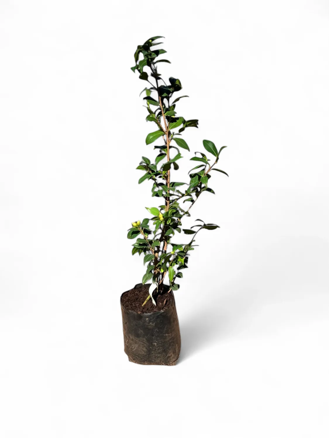 Camellia Japonica Chow Chow Single White 10 Liter