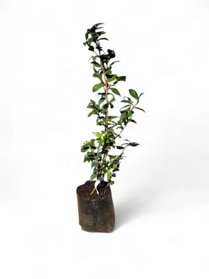 Camellia Japonica Chow Chow Single White 10 Liter