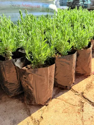 Lavandula Stoechas "French Lavender" 2.5Liter