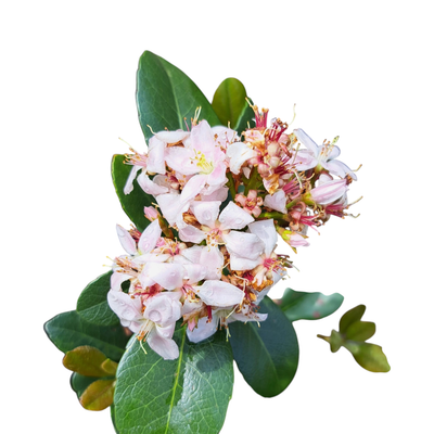 Rhaphiolepsis Kruschenia "Indian Hawthorn" 10 Liter
