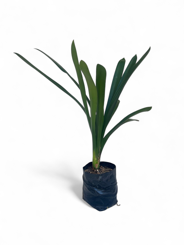 Clivia 5 Liter