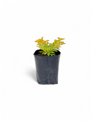 Duranta Gold 2 Liter
